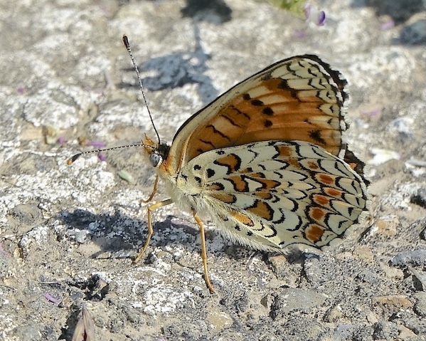 knapweed fritillary